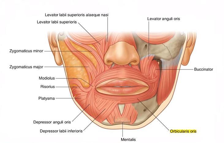 Orbicularis Oris Muscle Around the Mouth