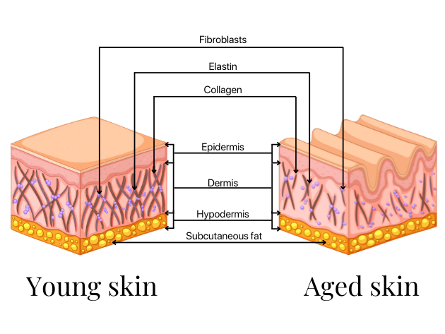 collagen stimulation bioremodelling biostimulator skin diagram