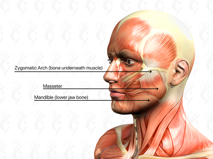 jawline slimming masseter muscle